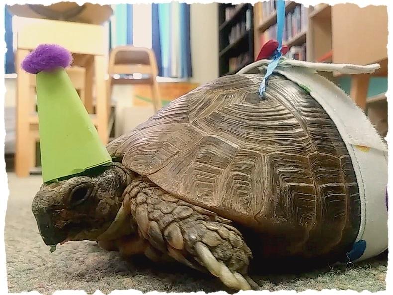 image of sheldon the greek tortoise with small birthday hat