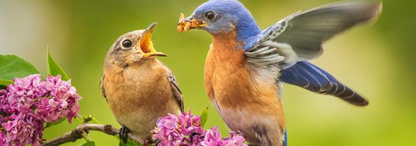 male bluebird feeding mate