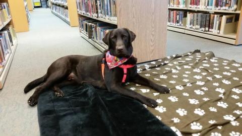 Rocky, a brown lab dog, laying on blankets in the library with a bandanna around his neck