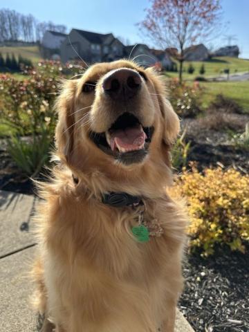 a beautiful dog named Rose smiling at you