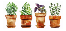 water color of planted herbs in clay pots 