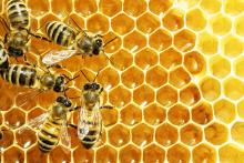 honey bees on a honey comb